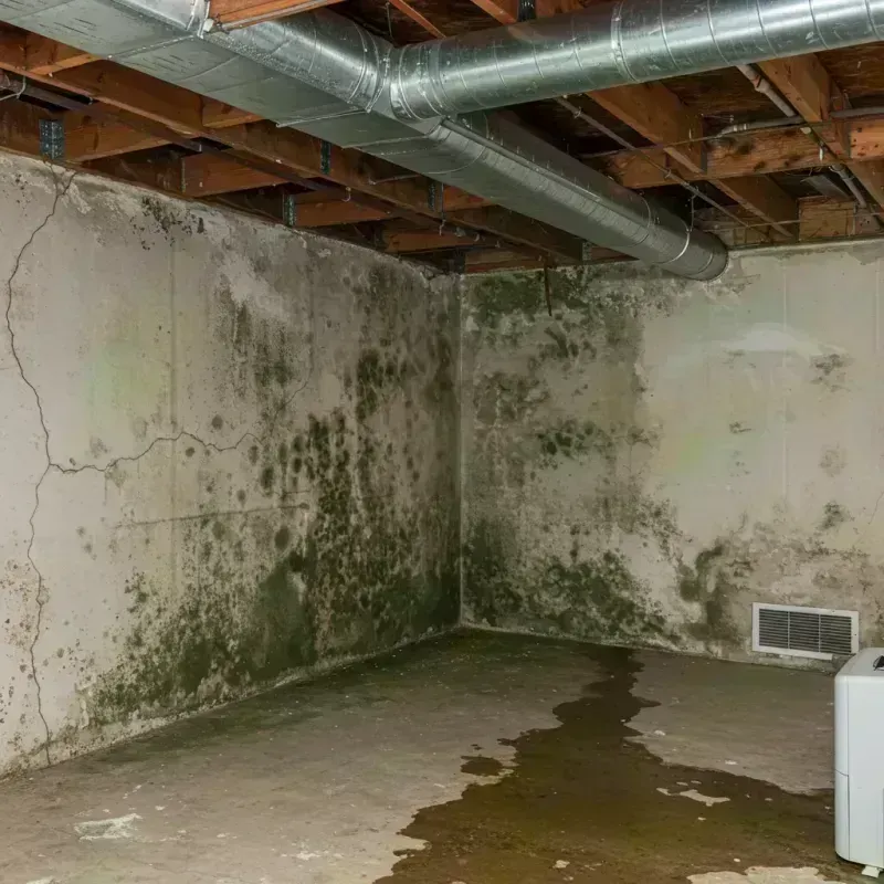 Professional Mold Removal in Sanbornton, NH